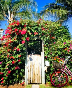 The Charm of a Garden Gate