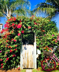 The Charm of a Garden Gate
