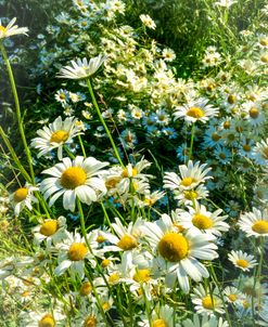 A Meadow of Daisies