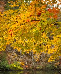 Branches of Autumn Golds