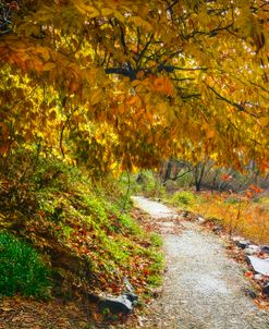 Path Into Autumn Color