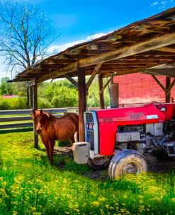 Red Massey Ferguson Tractor at the Farm