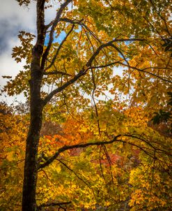 The Bright Gold Colors of Autumn