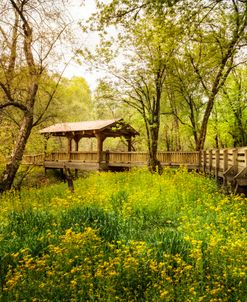 Covered Bridge on a Spring Morning