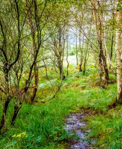 Meandering Stream in the Forest and Ferns