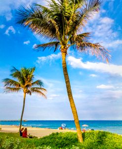 Palm Trees at the Beach
