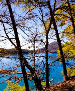 Trees Leaning Over the Lake