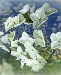 Wild White Hydrangea Blooms