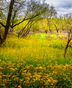 Golden Yellow Wildlflowers in Spring