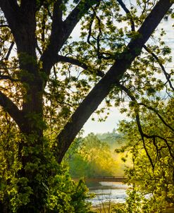 Light Through the Trees after the Rain