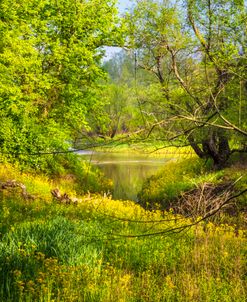 Pretty Morning Reflections in Wildflowers