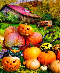 Pumpkins at Grandpa’s Barn