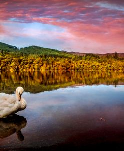 An Elegant Swan on the Lake at Pitlochry