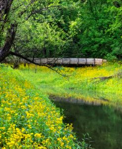 Boardwalk over the Yellow Wildflowers in Spring