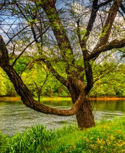 The Beauty of Trees at the River