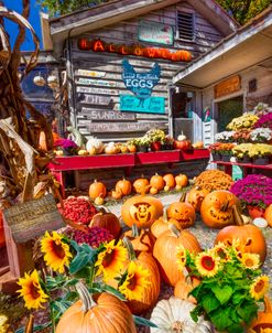 Pumpkins at the Farm Market Barn