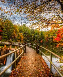 Autumn Trees at the Dam