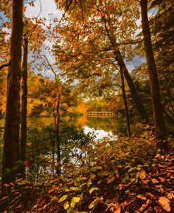 Autumn Trees on the Dam Trail