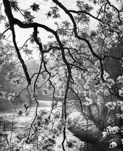 Branches over the River in Black and White