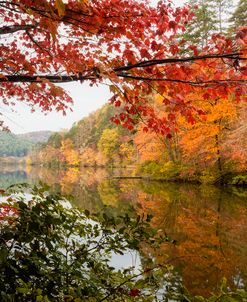 Maple Branches over the Lake