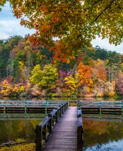 Maple Trees over the Dock