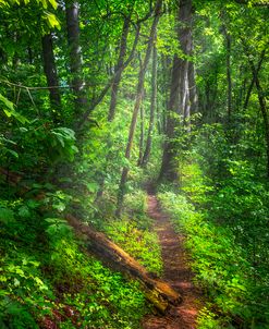 Woodland Trail in the Spring