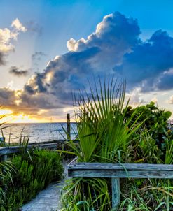 Palm Fronds in the Ocean Beach Breeze