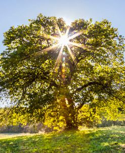 The Afternoon Mulberry Tree