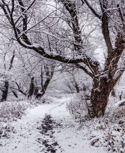 Winter Trees along the River