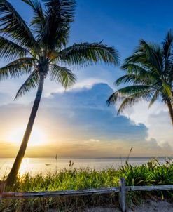 Palm Trees on the Sand Dunes at Dawn