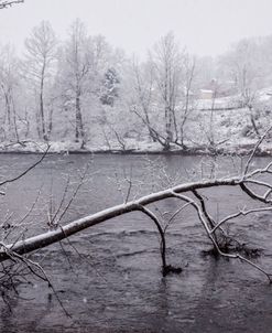 Snowy Tree Reaching into the River