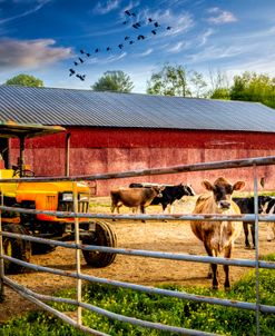 Curious Cows at the Dairy Farm Barns II