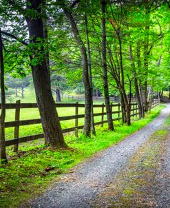 Country Lane in the Summer Mist