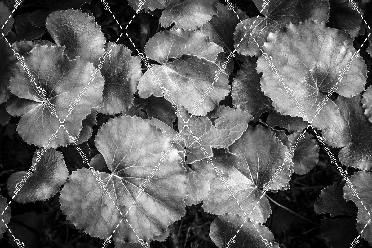Silver Edged Leaves in the Forest