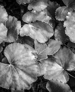 Silver Edged Leaves in the Forest