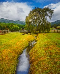 Willow in Early Autumn II