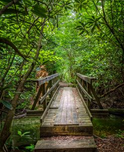 A Walk in the Woods