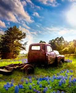 Rusty Truck in the Flower Fields