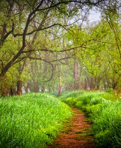 Trail on a Misty Morning