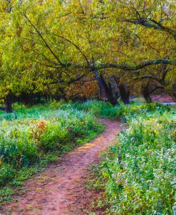 Trees along the Trail in Autumn