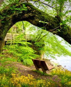 Under the Trees in the Wildflowers