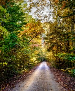 Autumn Trail by the Lake II