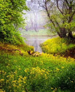 Wildflowers on a Misty Morning