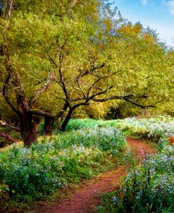 Wildflowers on the Autumn Trail