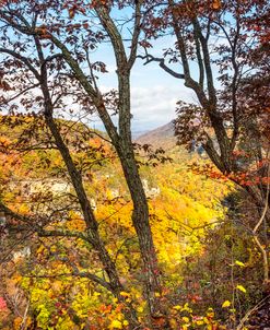 Trees on the Edge of the Rim at Cloudland Canyon