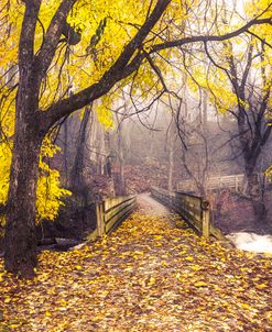 Golden Autumn Shower