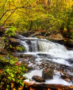 Golden Autumn Whitewater