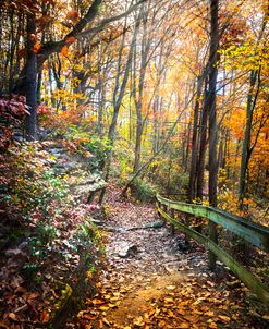 Hiking the Rim at Cloudland Canyon