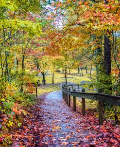 Leaves along the Path