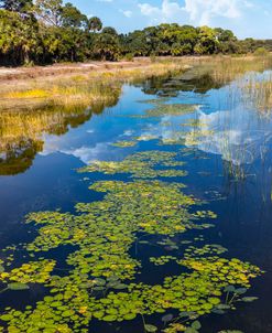 Lily Pads in Sunshine